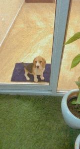 5 months beagle puppy fully vaccinated with card