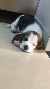 I want to sell my puppy