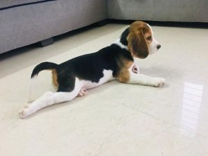 Beagle female breed