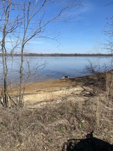 Saling my beagle Ranger 16months old