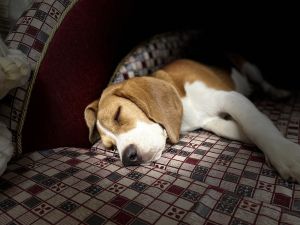 Would like to sell my 7month beagle puppy