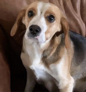 Unborn Beaglier Puppies