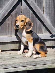 Beagle Puppy
