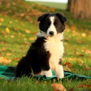 Border Collie Puppies For Sale