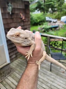 Large Female Bearded Dragon