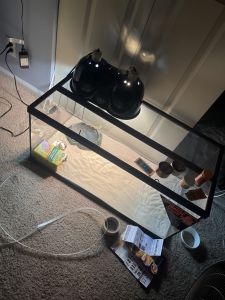 Bearded dragon for sale