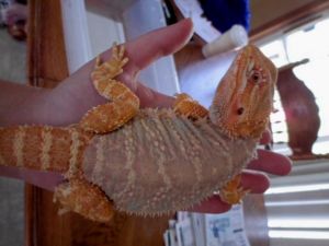 Orange Pet Female Dragon