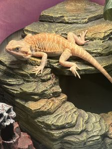 Male Beardie