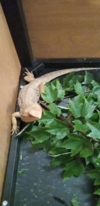 Bearded dragon