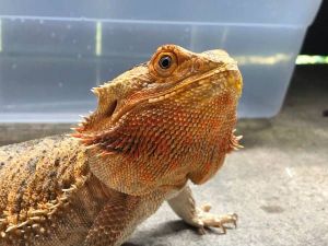 Bearded dragon Orange