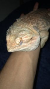 Bearded Dragon & Setup