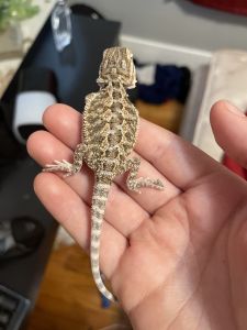 Breaded dragon pretty colors