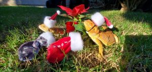 Female & Male couple of bearded dragons, terrarium and Incubator