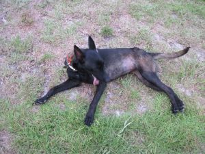 belgian malinois female dark sable for sale