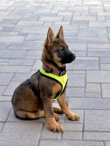 Belgian Mallinois Boarder Collie Mix
