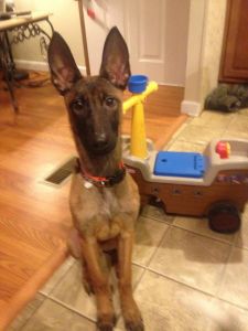 Police lined Belgian Malinois Male