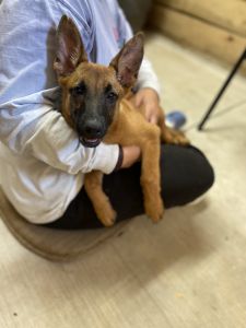 2 AKC Belgian Malinois Puppys