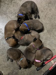 Belgian Malinois puppies