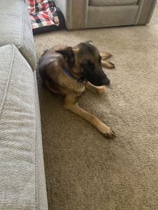 Malinoise male 2 years old