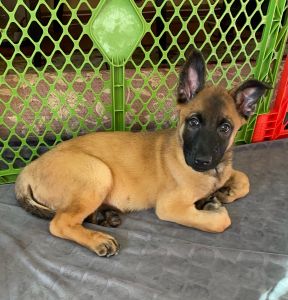 Belgian Malinois Puppy