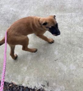 Belgian Malinois Puppy