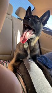 playful belgian puppy