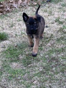 Shepinois Puppies