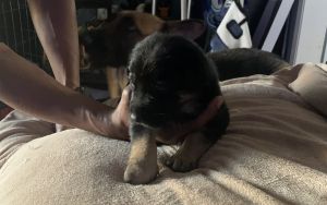Belgian malinois German shepherd mix puppies