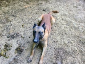 Puppies for rehoming fee