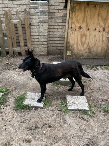 Belgian Malinois female