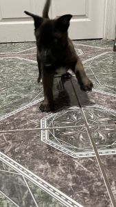 Malinois puppies