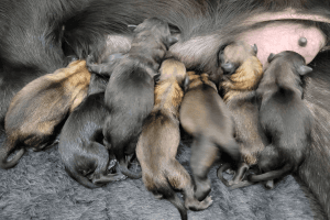 10 Newborn BELGIAN MALINOIS Puppies for sale