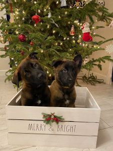 Malinois puppies for sale