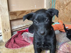 Black belgian malinois