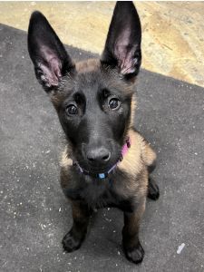 AKC Belgian Malinois puppy