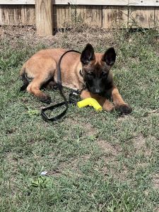 BELGAIN MALINOIS PUPPIES