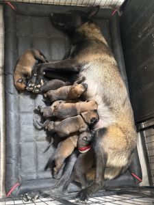 malinois puppies