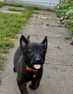 Belgian malinios pup
