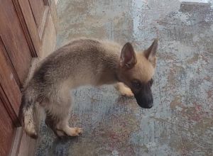 German shepherd puppies for sale