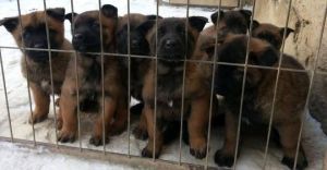 Quality Belgian Malinois Pups