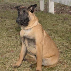 alex belgian shepherd