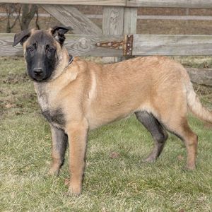 Ashton Belgian Shepherd