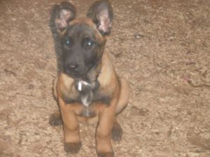Belgian Malinois Puppies