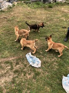 Belgian Malinois puppies