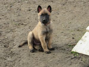 Belgian Malinois