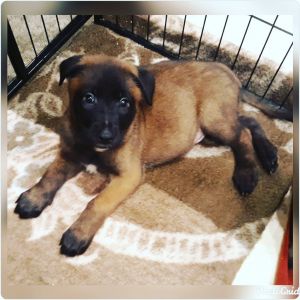 Belgian Malinois puppies