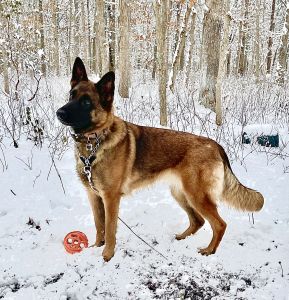 Trained Belgian Malinois