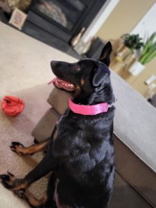 Looking for.a good home