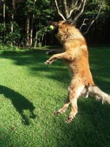 Female Belgian shepherd