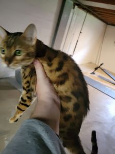 Selling bengal cat named ember